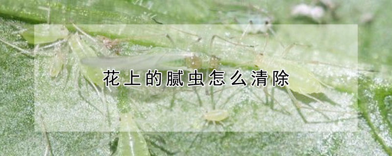 花上的膩蟲怎麼清除