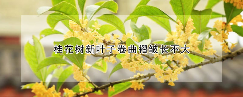 桂花樹新葉子卷曲褶皺長不大