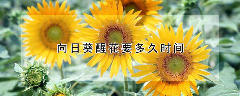 向日葵醒花要多久時間