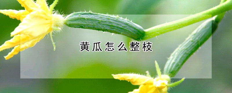 黃瓜怎麼整枝