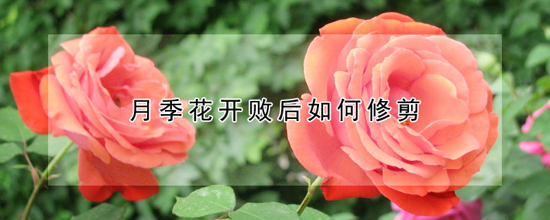 月季花開敗後如何修剪