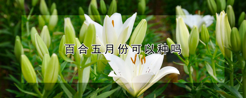 百合五月份可以種嗎