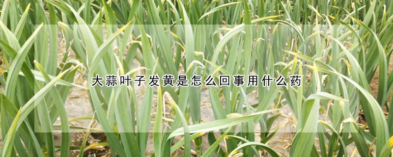 大蒜葉子發黃是怎麼回事用什麼藥