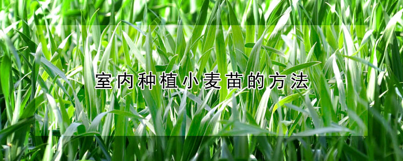 室內種植小麥苗的方法