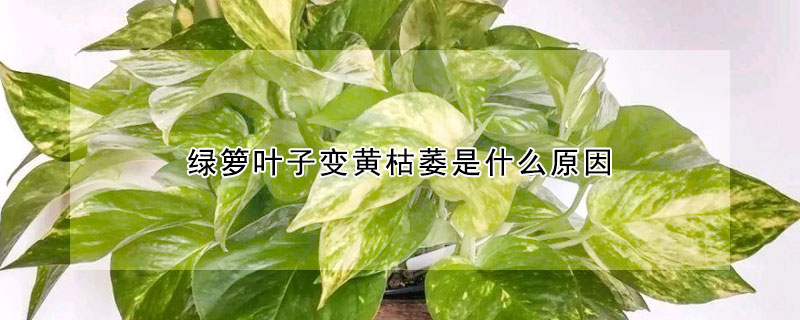 綠籮葉子變黃枯萎是什麼原因