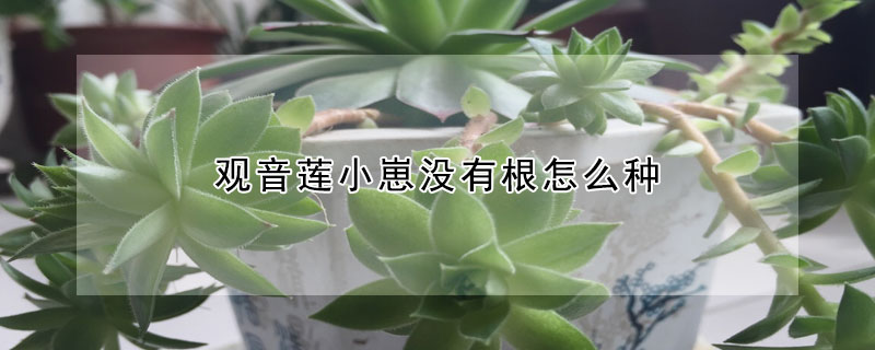 觀音蓮小崽沒有根怎麼種