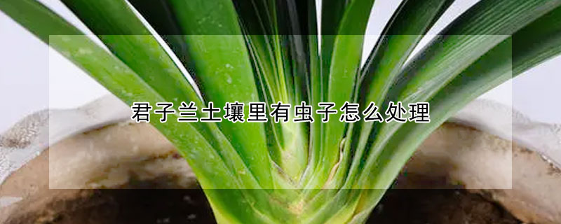 君子蘭土壤裏有蟲子怎麼處理