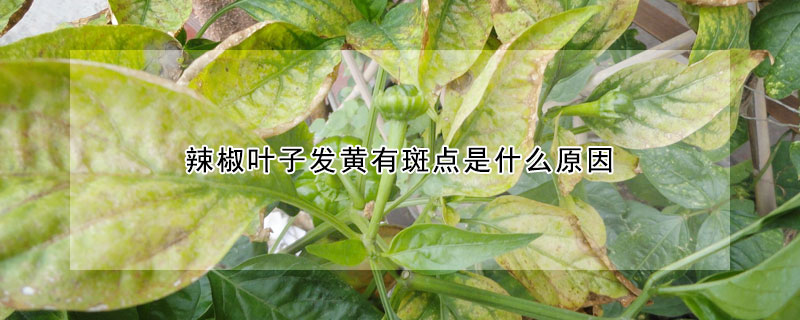 辣椒葉子發黃有斑點是什麼原因