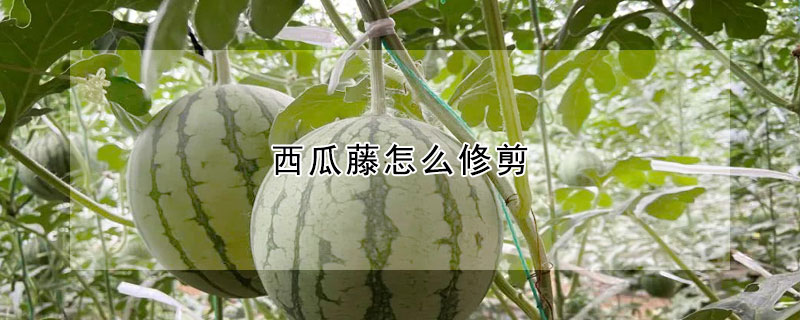 西瓜藤怎麼修剪