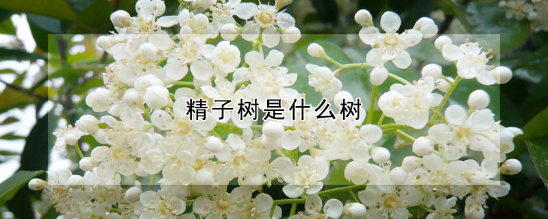 精子樹是什麼樹