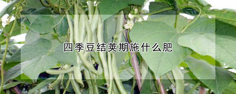 四季豆結莢期施什麼肥