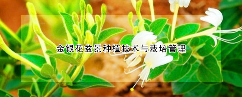 金銀花盆景種植技術與栽培管理