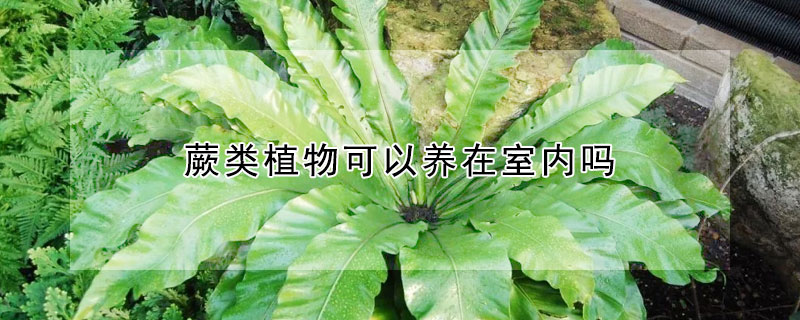 蕨類植物可以養在室內嗎