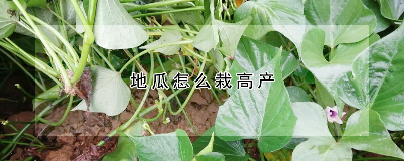 地瓜怎麼栽高產