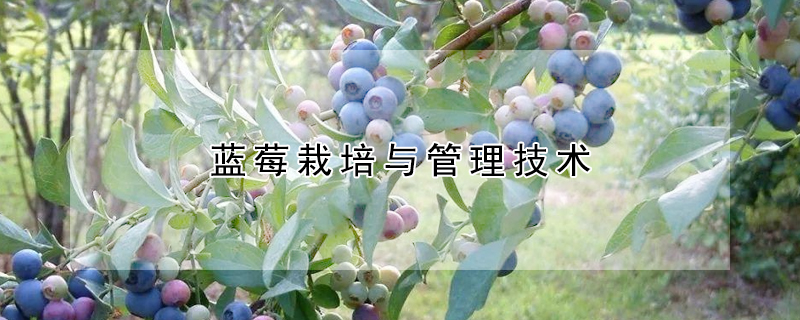 藍莓栽培與管理技術