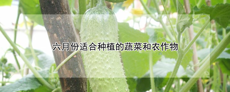 六月份適合種植的蔬菜和農作物