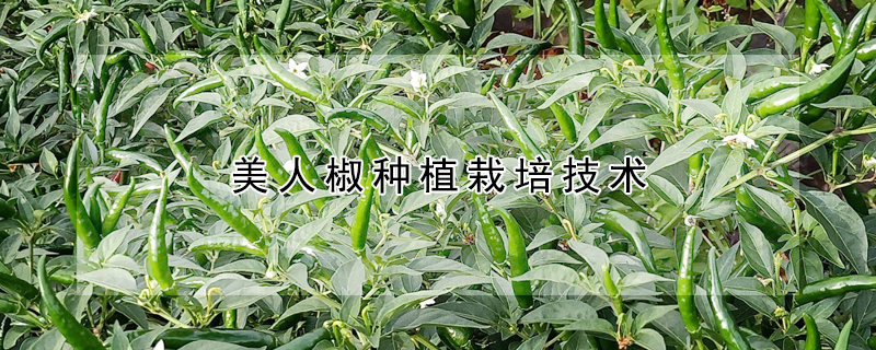 美人椒種植栽培技術