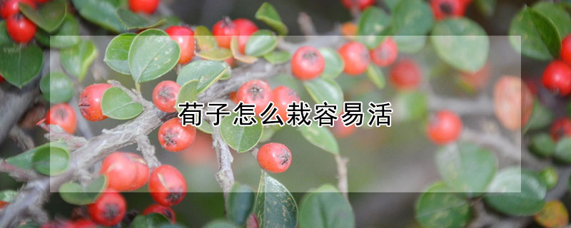 荀子怎麼栽容易活