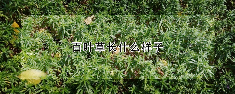 百葉草長什麼樣子