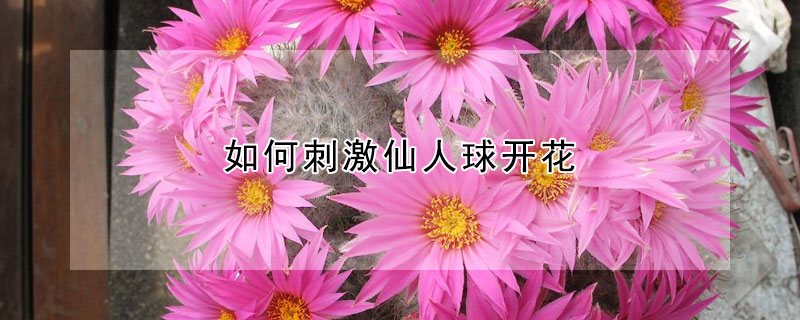 如何刺激仙人球開花