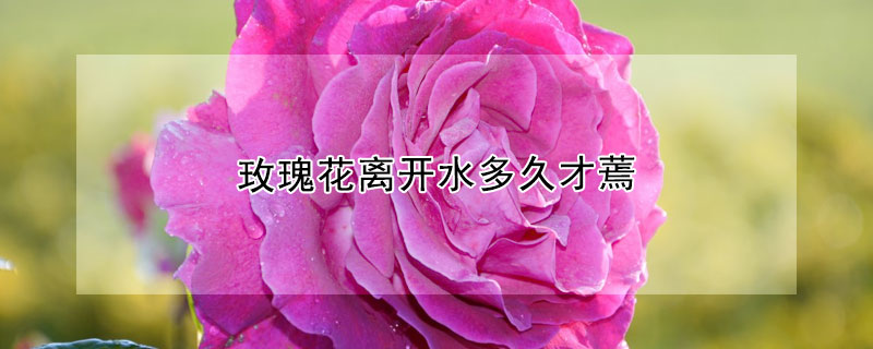 玫瑰花離開水多久才蔫