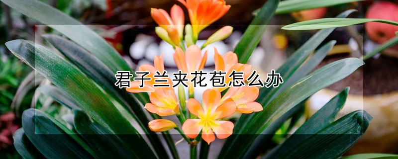 君子蘭夾花苞怎麼辦