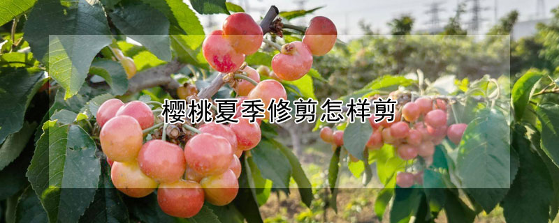 櫻桃夏季修剪怎樣剪