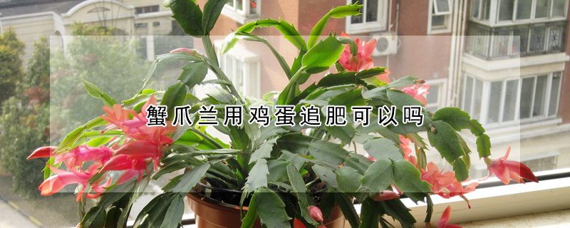 蟹爪蘭用雞蛋追肥可以嗎