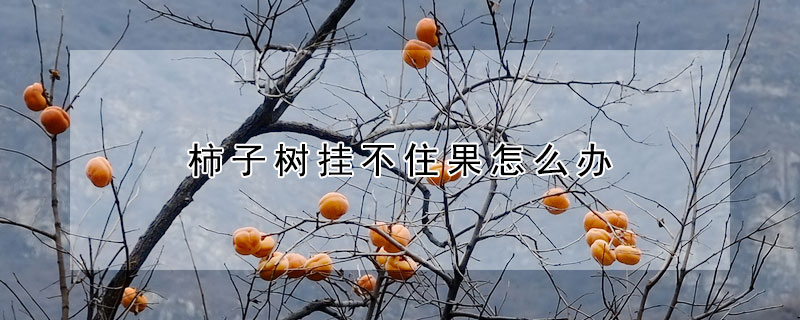 柿子樹掛不住果怎麼辦