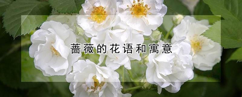 薔薇的花語和寓意