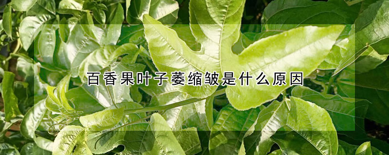 百香果葉子萎縮皺是什麼原因