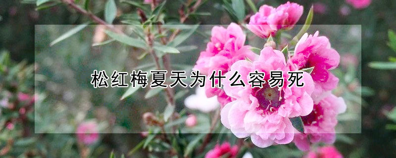 鬆紅梅夏天為什麼容易死