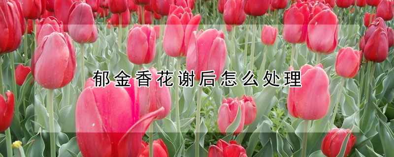 鬱金香花謝後怎麼處理