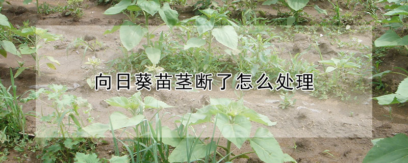 向日葵苗莖斷了怎麼處理