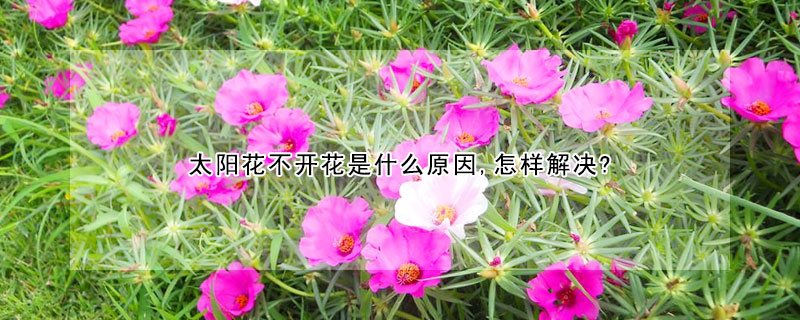 太陽花不開花是什麼原因,怎樣解決?