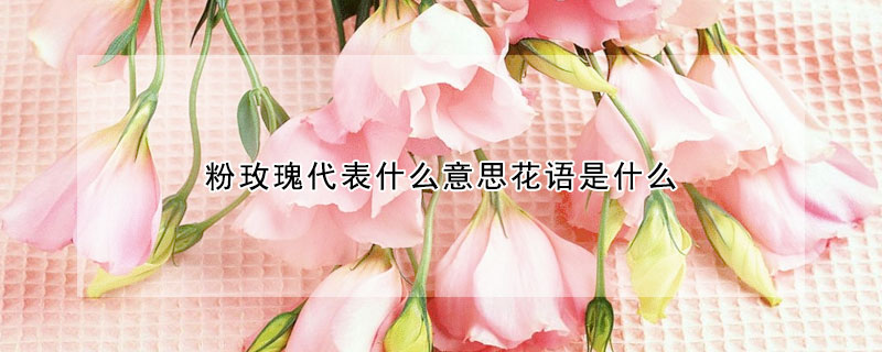 粉玫瑰代表什麼意思花語是什麼