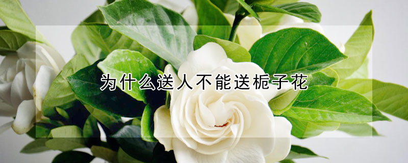 為什麼送人不能送梔子花