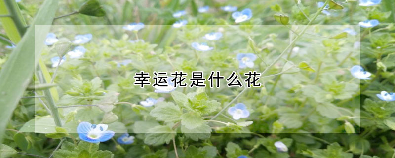 幸運花是什麼花