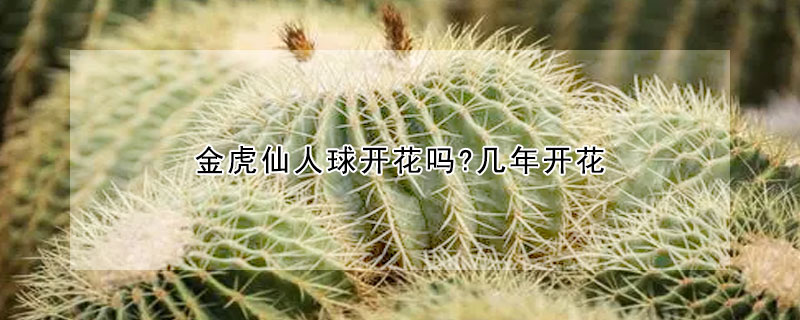 金虎仙人球開花嗎?幾年開花