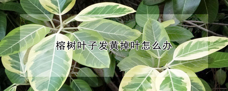 榕樹葉子發黃掉葉怎麼辦