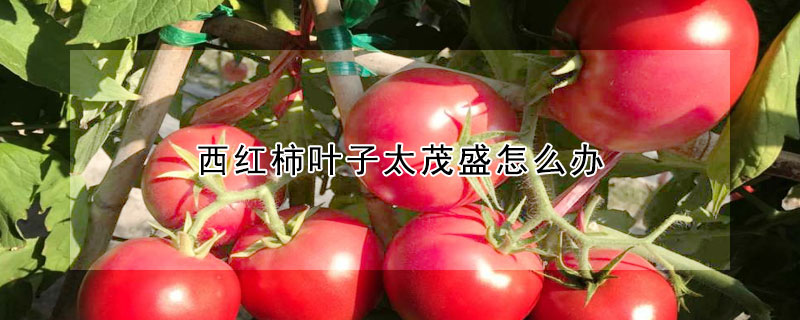 西紅柿葉子太茂盛怎麼辦