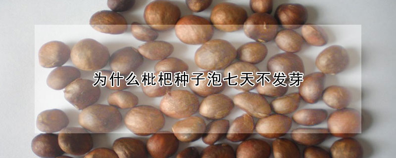 為什麼枇杷種子泡七天不發芽