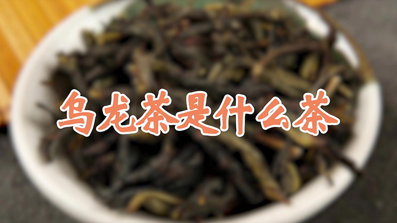 烏龍茶是什麼茶