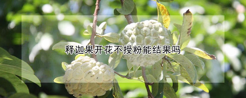 釋迦果開花不授粉能結果嗎