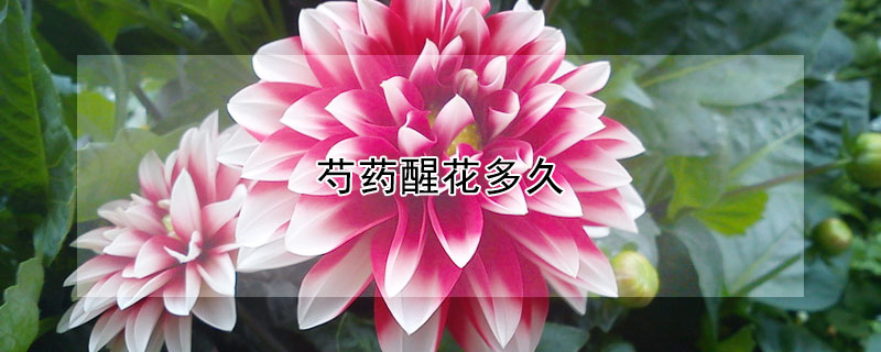 芍藥醒花多久