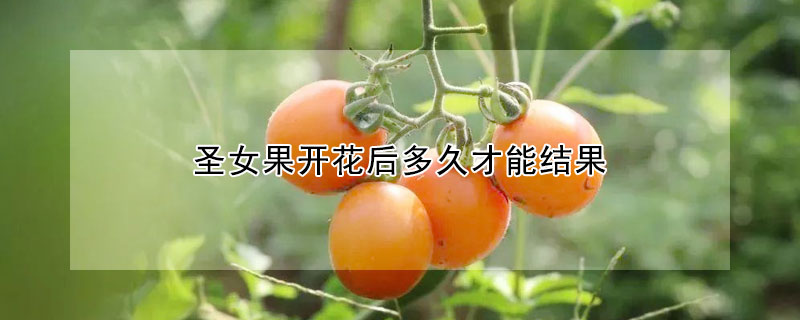 聖女果開花後多久才能結果