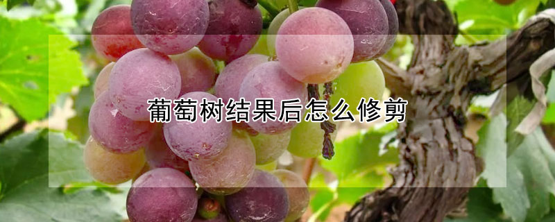 葡萄樹結果後怎麼修剪