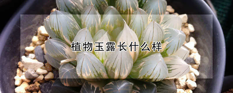 植物玉露長什麼樣