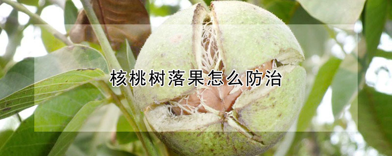 核桃樹落果怎麼防治