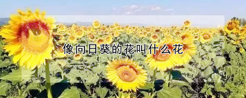 像向日葵的花叫什麼花